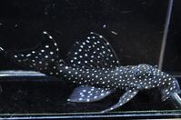 �X�[�p�[�u���b�N�h���S���X�^�[-1