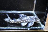 �X�m�[�x�[��-1