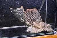 �u���b�N�X�|�b�g�q�|-1