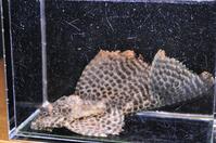 �u���b�N�X�|�b�g�q�|-3