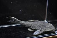 �y���[�A�[�}�[�h-1