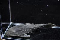 �y���[�A�[�}�[�h-3