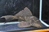 �N�B�[���{���_�[�h-1