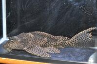 �N�B�[���{���_�[�h-3