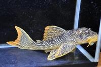 �S�[���h�G�b�W�}�O�i��-1