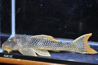 �S�[���h�G�b�W�}�O�i��-3