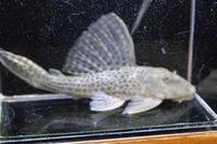 �t���b�g�w�b�h�n�C�t�B��P-1