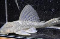 �t���b�g�w�b�h�n�C�t�B��P-3