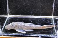 �f�B�[�v���b�h�e�[��-3