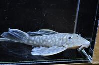 ���[�W�X�|�b�g�O���[�{-1