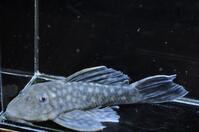 ���[�W�X�|�b�g�O���[�{