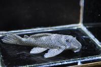 �X�^�[�_�X�g�y�R-1