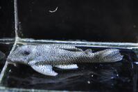 �X�^�[�_�X�g�y�R-3