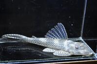 B.�X�|�b�g�q�|-1