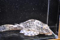 �l�O���X�|�b�g�R�N��-1