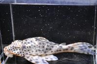 �l�O���X�|�b�g�R�N��-3