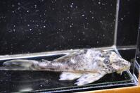 �x�l�Y�G���R�N��-1