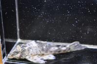 �x�l�Y�G���R�N��-3