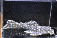 �I�p�[���h�b�g�}�O�i��-1