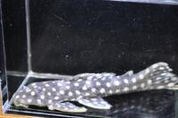 �I�p�[���h�b�g�}�O�i��-3