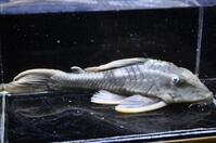 �C�G���[�t�B���A���Q�[�^�[�p�i�N�G-1