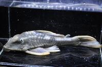 �C�G���[�t�B���A���Q�[�^�[�p�i�N�G-3