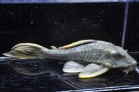 �C�G���[�t�B���A���Q�[�^�[�p�i�N�G-1