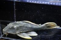 �C�G���[�t�B���A���Q�[�^�[�p�i�N�G-3