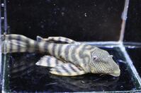 �X�[�p�[���b�h���r�����X�^�C�K�[-1