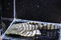 �X�[�p�[���b�h���r�����X�^�C�K�[-3