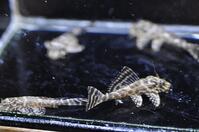 �h���S���{���_�[�h-3