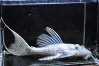 �^�C�^�j�b�N-1