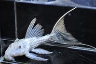 �^�C�^�j�b�N-3