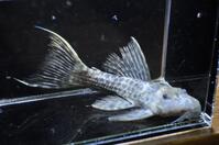 �u���b�N�^�C�^�j�b�N-1