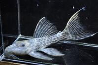 �u���b�N�^�C�^�j�b�N-3