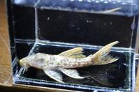 �X�[�p�[���b�h�^�C�^�j�b�N-3