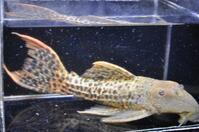 �X�[�p�[���b�h�^�C�^�j�b�N-1