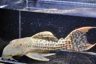 �X�[�p�[���b�h�^�C�^�j�b�N-3