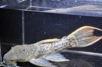 �X�[�p�[���b�h�^�C�^�j�b�N-3