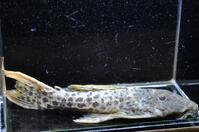 �X�[�p�[���b�h�^�C�^�j�b�N-1