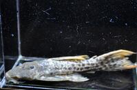 �X�[�p�[���b�h�^�C�^�j�b�N-3