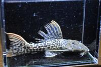 �X�[�p�[���b�h�^�C�^�j�b�N-1