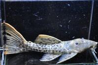 �X�[�p�[���b�h�^�C�^�j�b�N-1