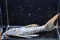 �X�[�p�[���b�h�^�C�^�j�b�N-3