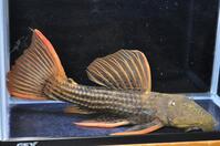 �E���g���X�J�[���b�g-1