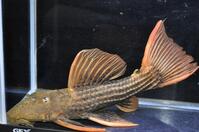 �E���g���X�J�[���b�g-3