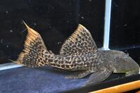 �X�[�p�[���b�h�^�C�^�j�b�N-1