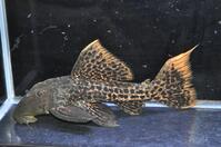 �X�[�p�[���b�h�^�C�^�j�b�N-3