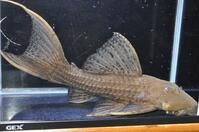 �L���O�X�J�[���b�g-1