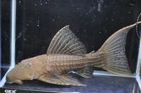 �L���O�X�J�[���b�g-3